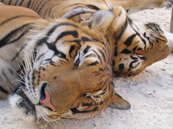 sleeping-tiger